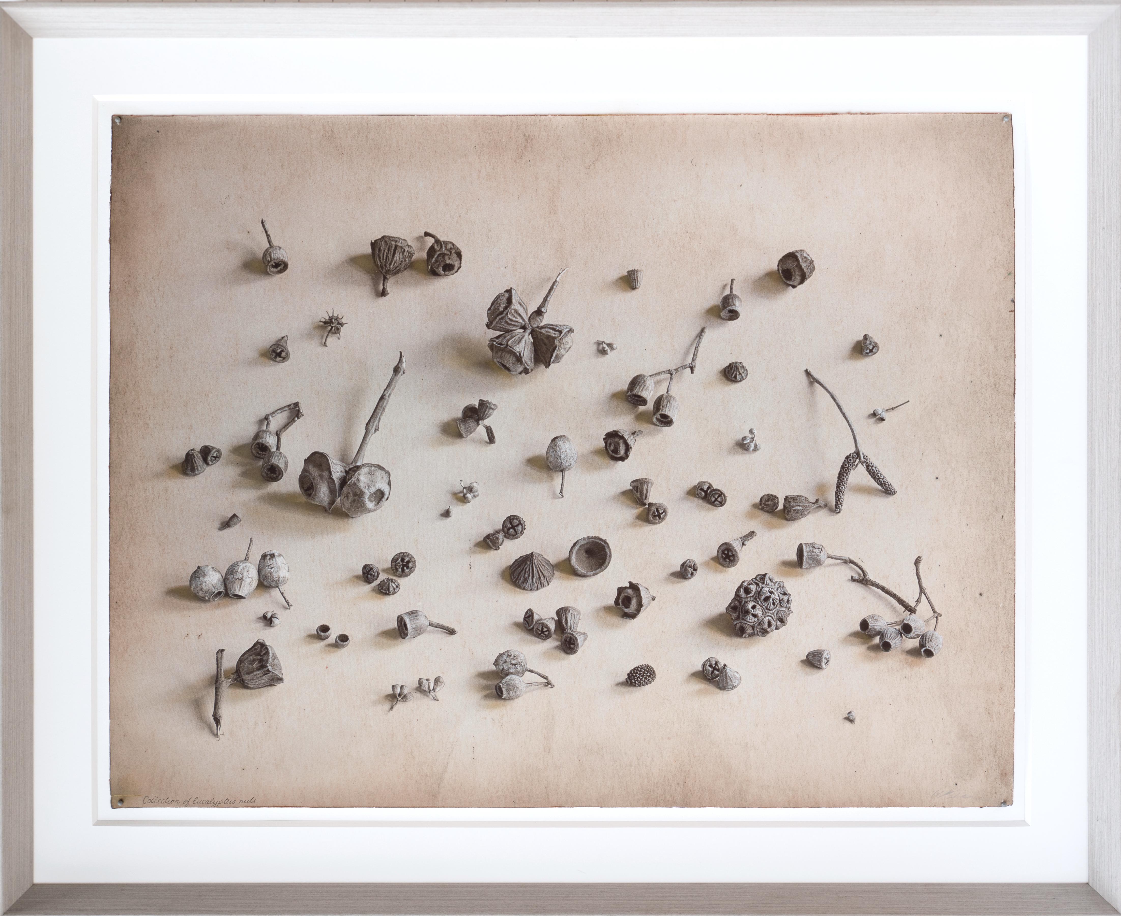 "Collection of Eucalyptus Nuts #4/20" By Kate Breakey, Archival Pigment Print