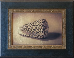 "Conchiglia conica dopo Rembrandt AP" (2015) Di Kate Breakey, Stampa in edizione limitata