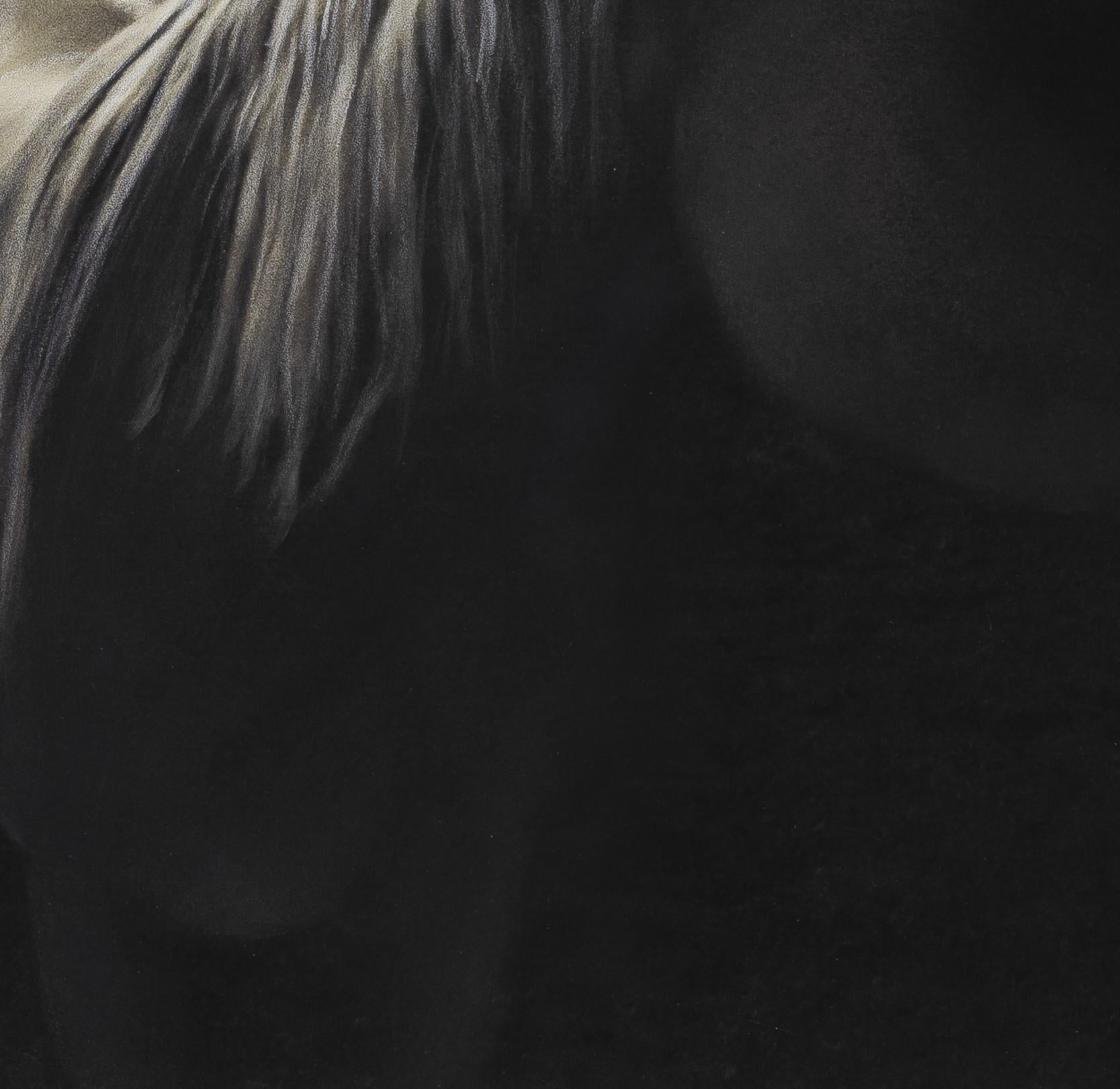 « Horse in the Moonlight #3/20 » (2021) par Kate Breakey, impression pigmentaire d'art en vente 3