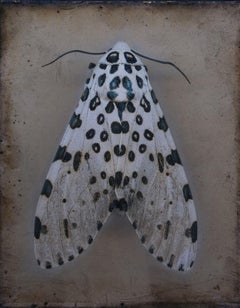 "Falena del leopardo" (2022) di Kate Breakey, stampa con pigmenti d'archivio