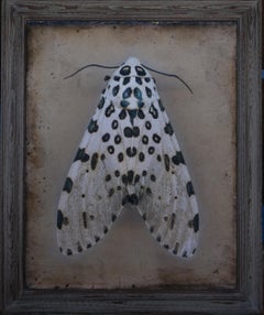 "Leopard Moth" (2022) By Kate Breakey, Archival Pigment Print