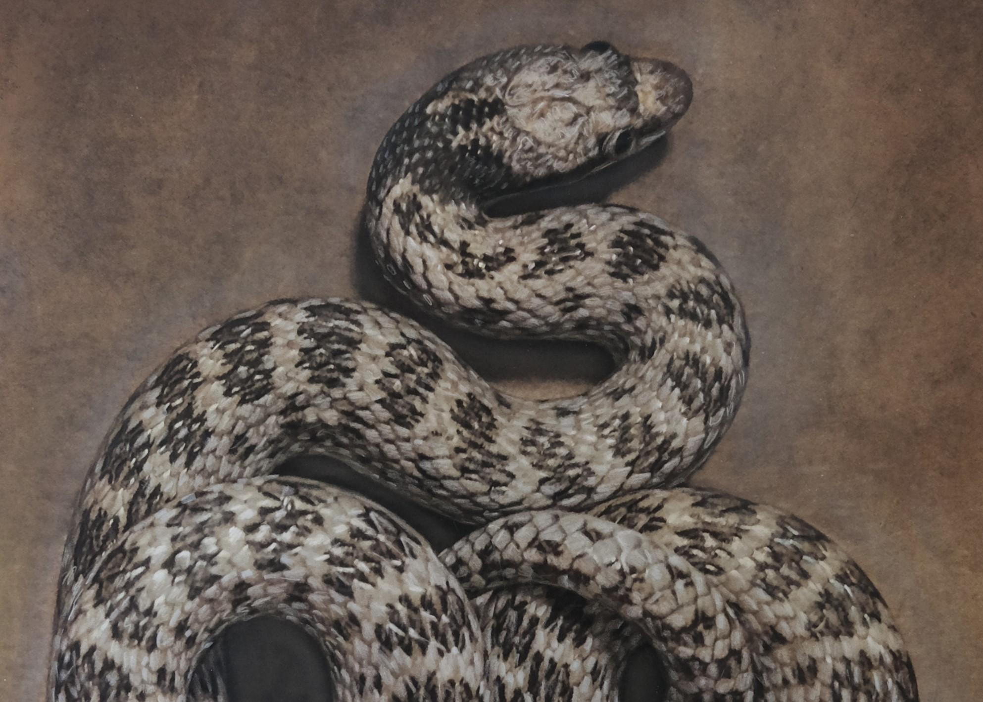 „Night Snake #3/20“ von Kate Breakey, Archivalischer Pigmentdruck im Angebot 1