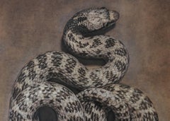 "Serpente notturno #3/20" di Kate Breakey, stampa con pigmenti d'archivio