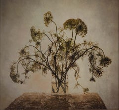 "Queen Ann's Lace" (2000) Archival Rustic Floral Pigment Print