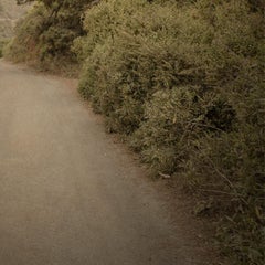 "Albero inclinato, Mendocino, California" (2000) Di Kate Breakey, Stampa originale