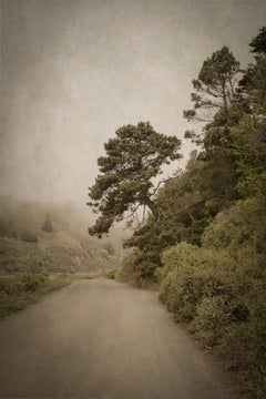 „Tilted Tree, Mendocino, California“ (2000) von Kate Breakey, Originaldruck
