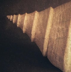« Trumpet Shell #1/20 » (2015) par Kate Breakey, édition limitée