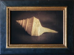 "Trumpet Shell #1/20" (2015) By Kate Breakey, Limited Edition Print