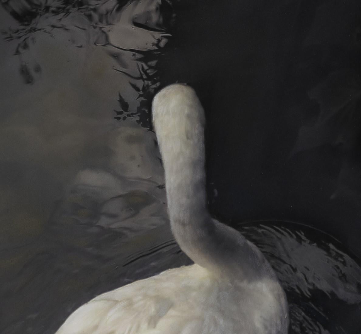 « White Swan » (2022) par Kate Breakey, impression pigmentaire d'art en vente 2
