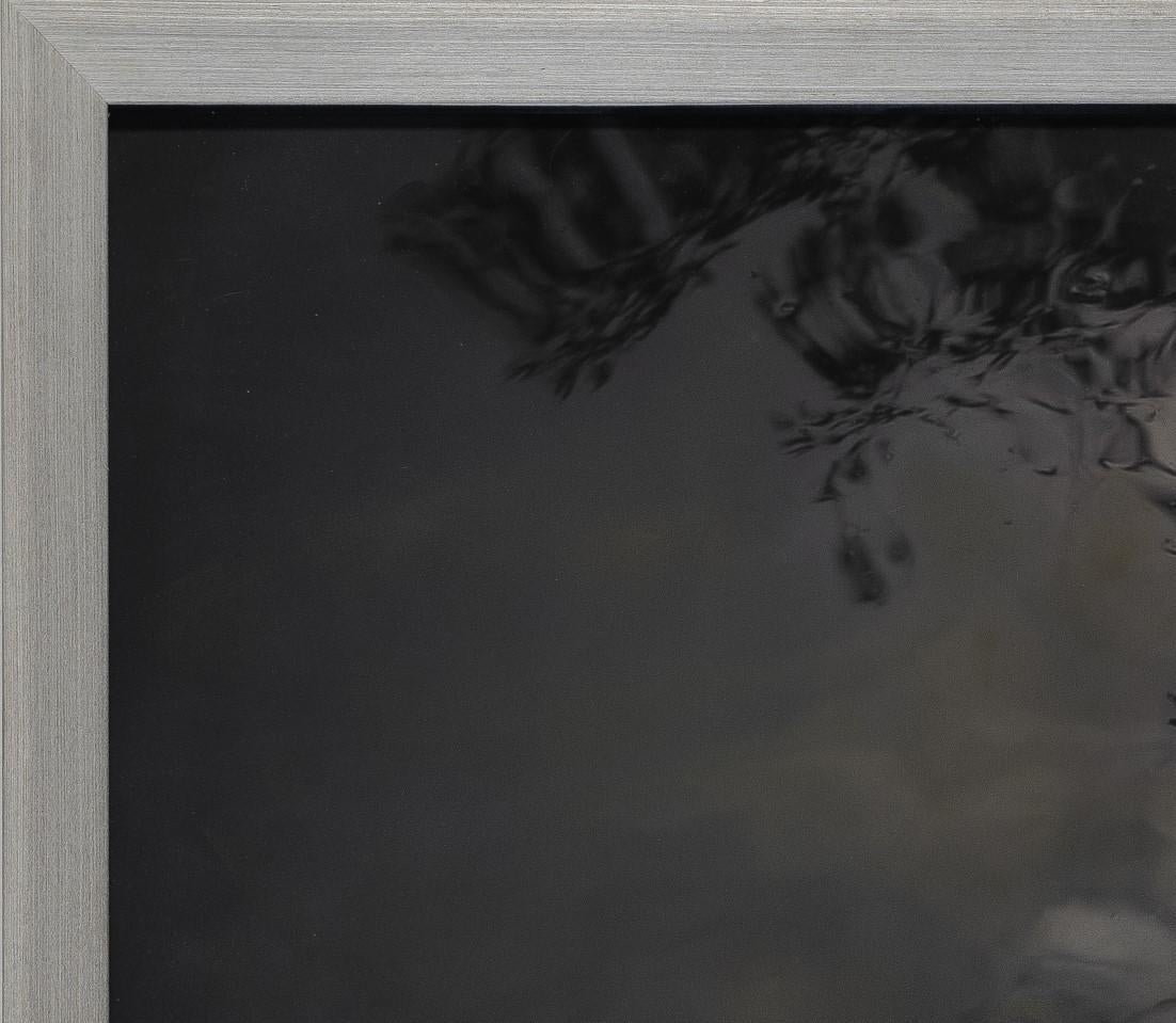 « White Swan » (2022) par Kate Breakey, impression pigmentaire d'art en vente 3