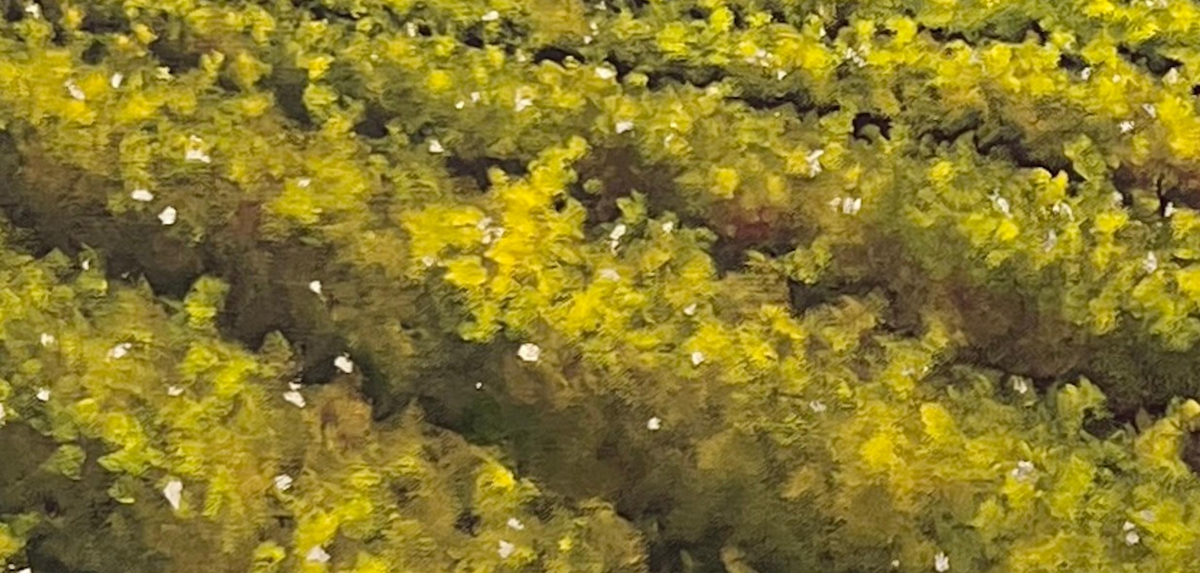 Raccolto d'oro 4975 in vendita 5