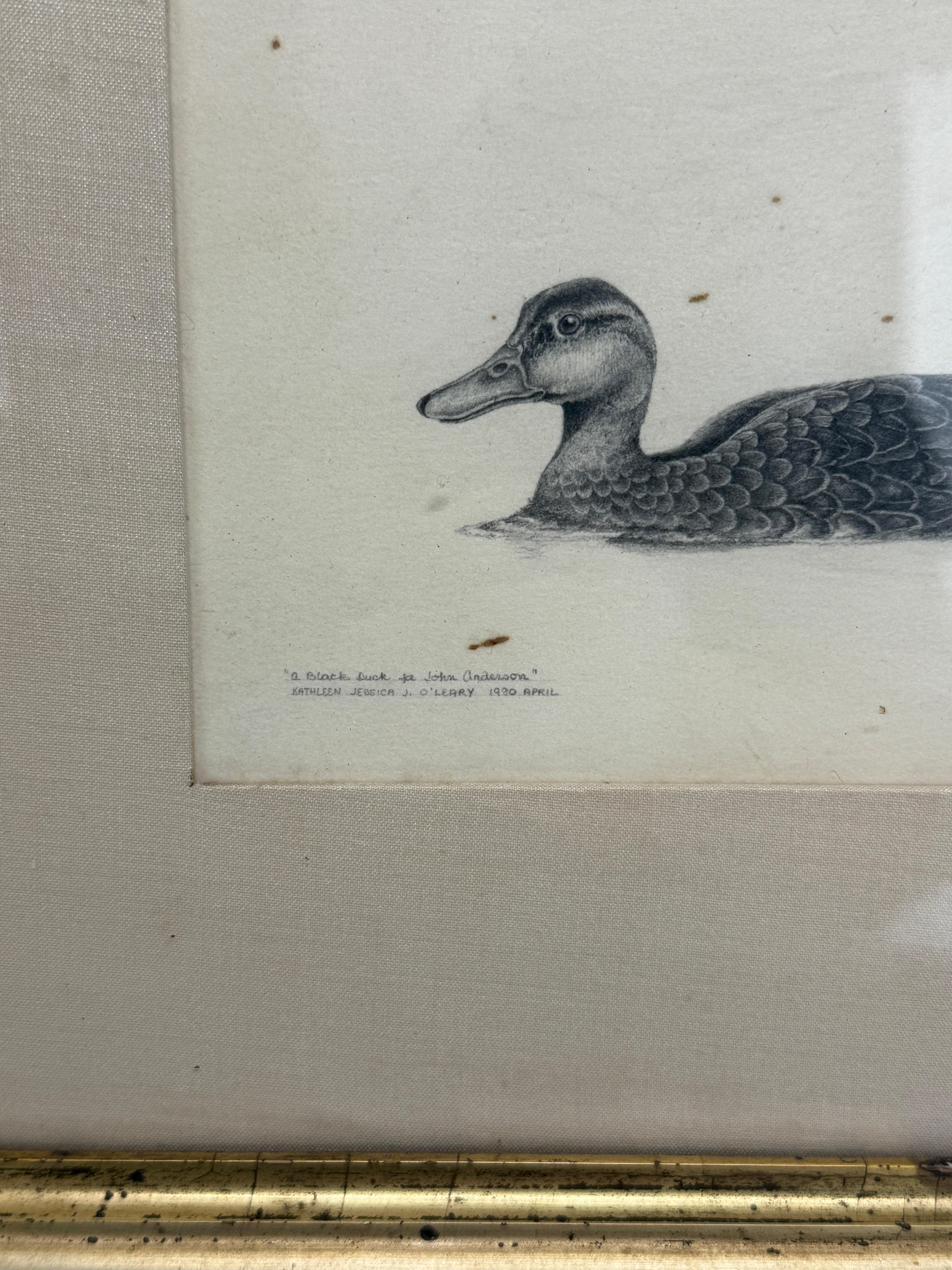 Un estudio naturalista a lápiz de un pato negro, dibujado con una delicada gradación tonal y un sutil contorno que capta el elegante plumaje, la flotabilidad de la línea de flotación y el tranquilo estado de alerta del ave. La mano de Kathleen