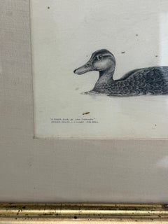 Kathleen Jessica O’Leary Pencil Drawing of Black Duck, 1980 - 19th C Frame