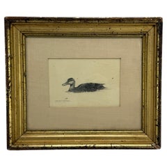 Kathleen Jessica O’Leary Pencil Drawing of Black Duck, 1980 - 19th C Frame