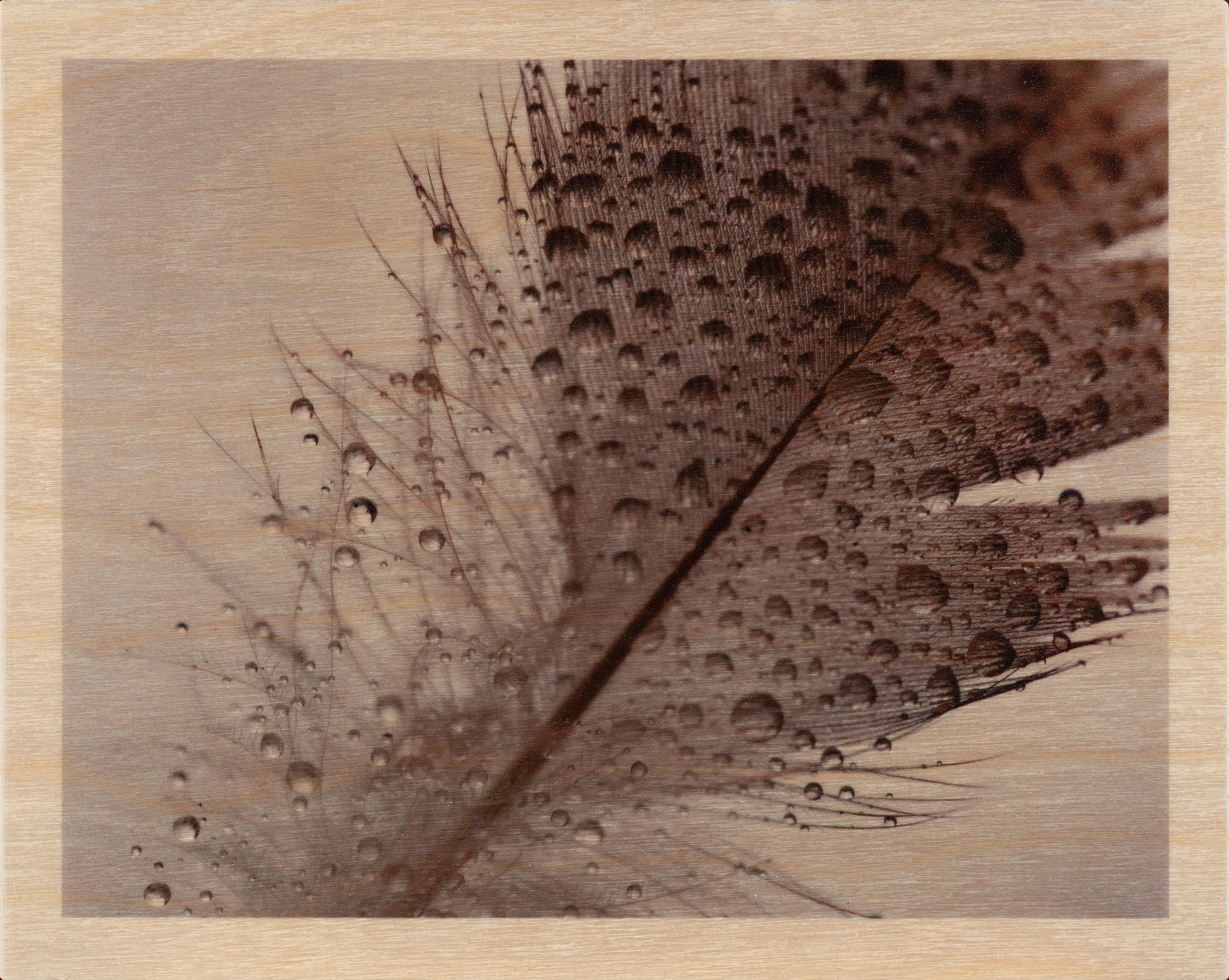 Still-Life Photograph Katie Barnes - Sans titre