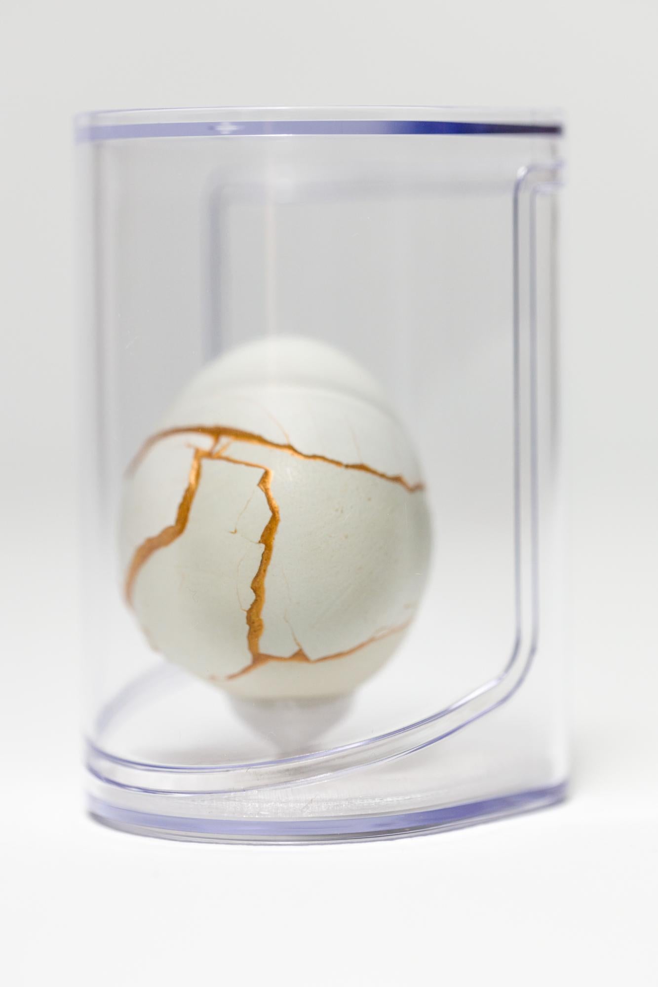 chimaera egg