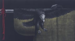 Aquila a testa bianca