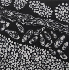 „Cells Alive 3“, abstrakt, Migration, Schwarz, Weiß, Graphit, Enkaustik-Gemälde