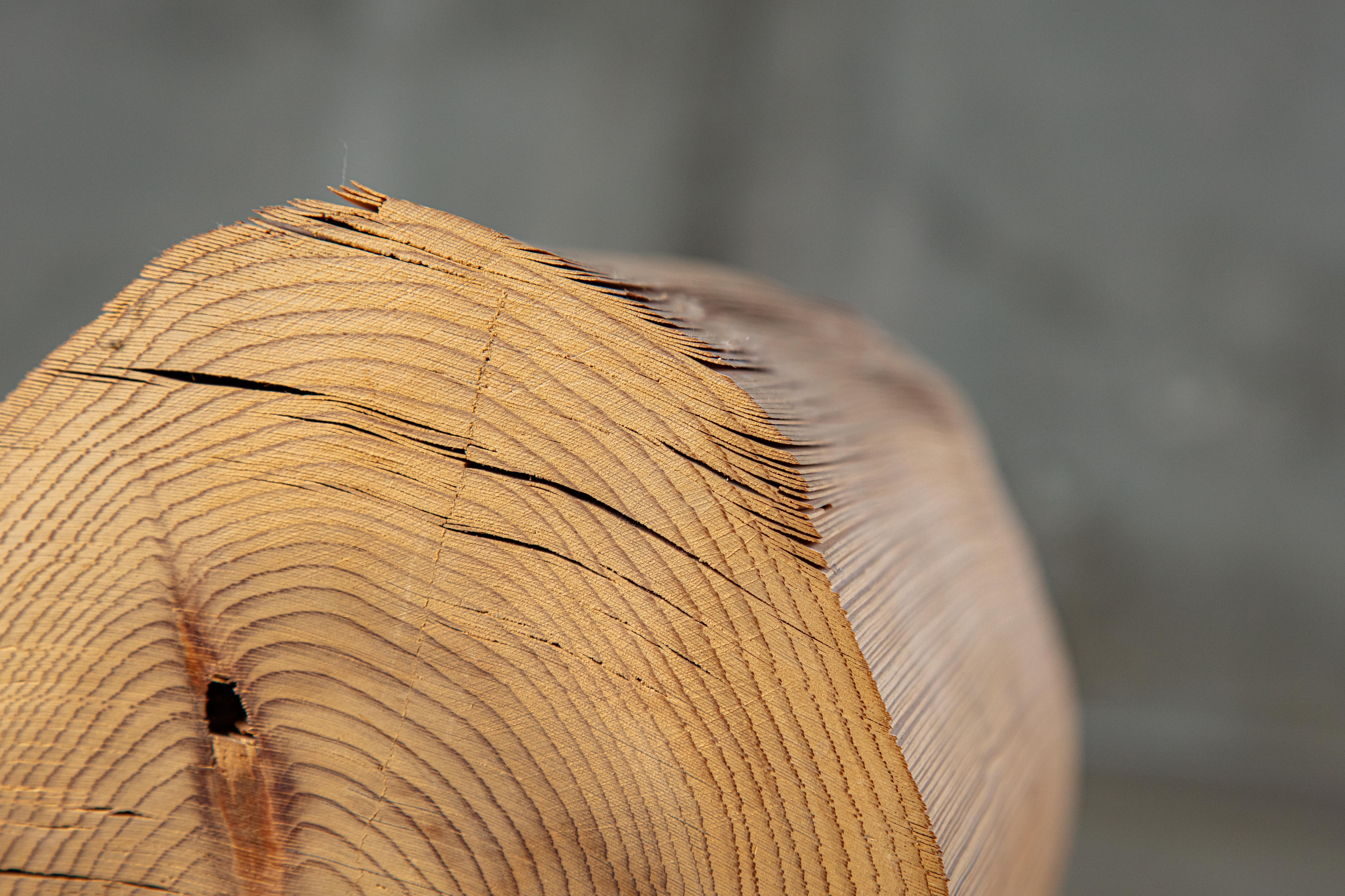 Kazuo Kadonaga Peeled Wood Log 'Wood No. 5' For Sale 5