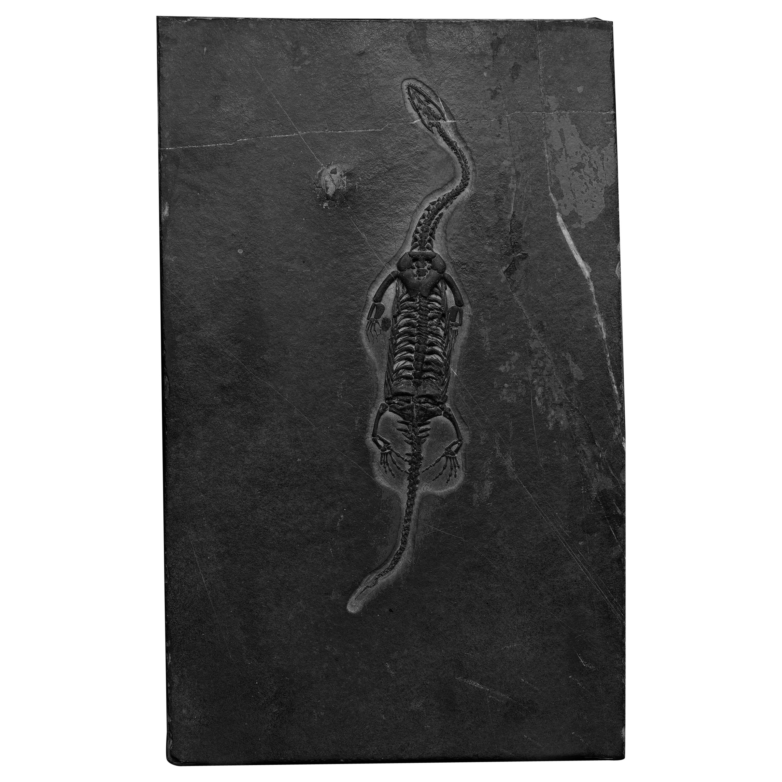 Keichousaurus Fossil