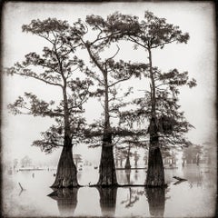 Atchafalaya Study #1 by Keith Carter, 2021, Archival Pigment Print