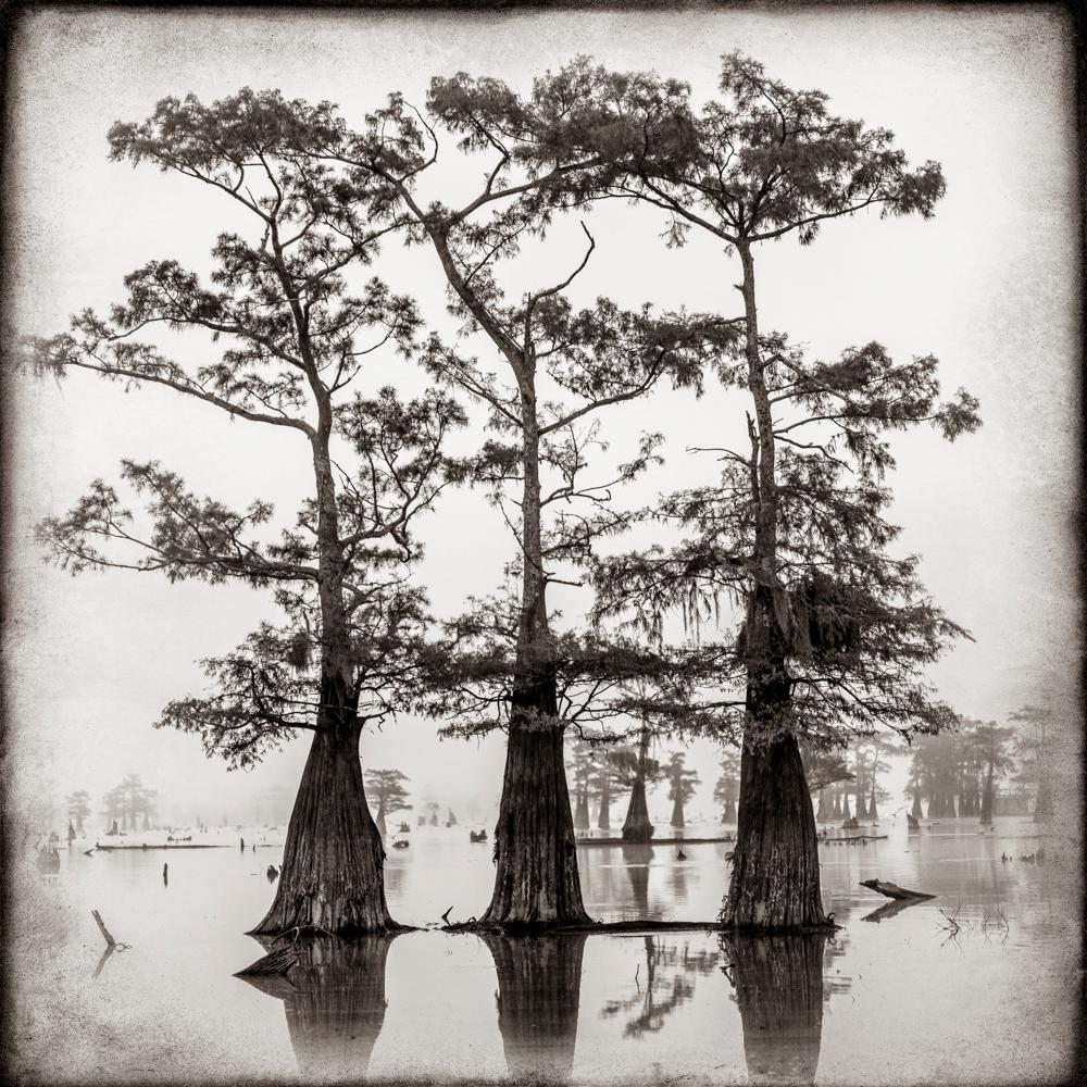 Keith Carter b.1948 Abstract Photograph - Atchafalaya Study #1, limited edition photograph, signed and numbered 