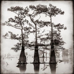 Atchafalaya Study #1, limited edition photograph, signed and numbered 