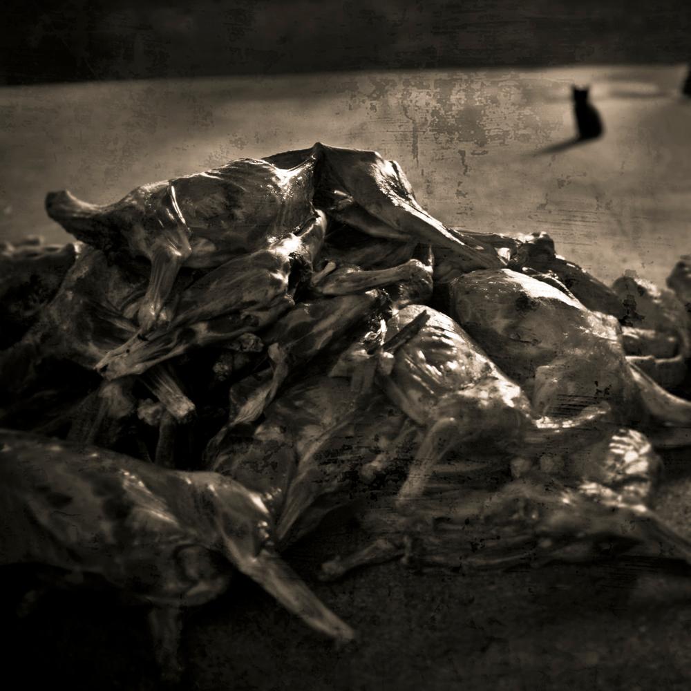 Black and White Photograph di Keith Carter b.1948 - Black Cat, edizione limitata, stampa a inchiostro pigmentato d'archivio, firmata e numerata