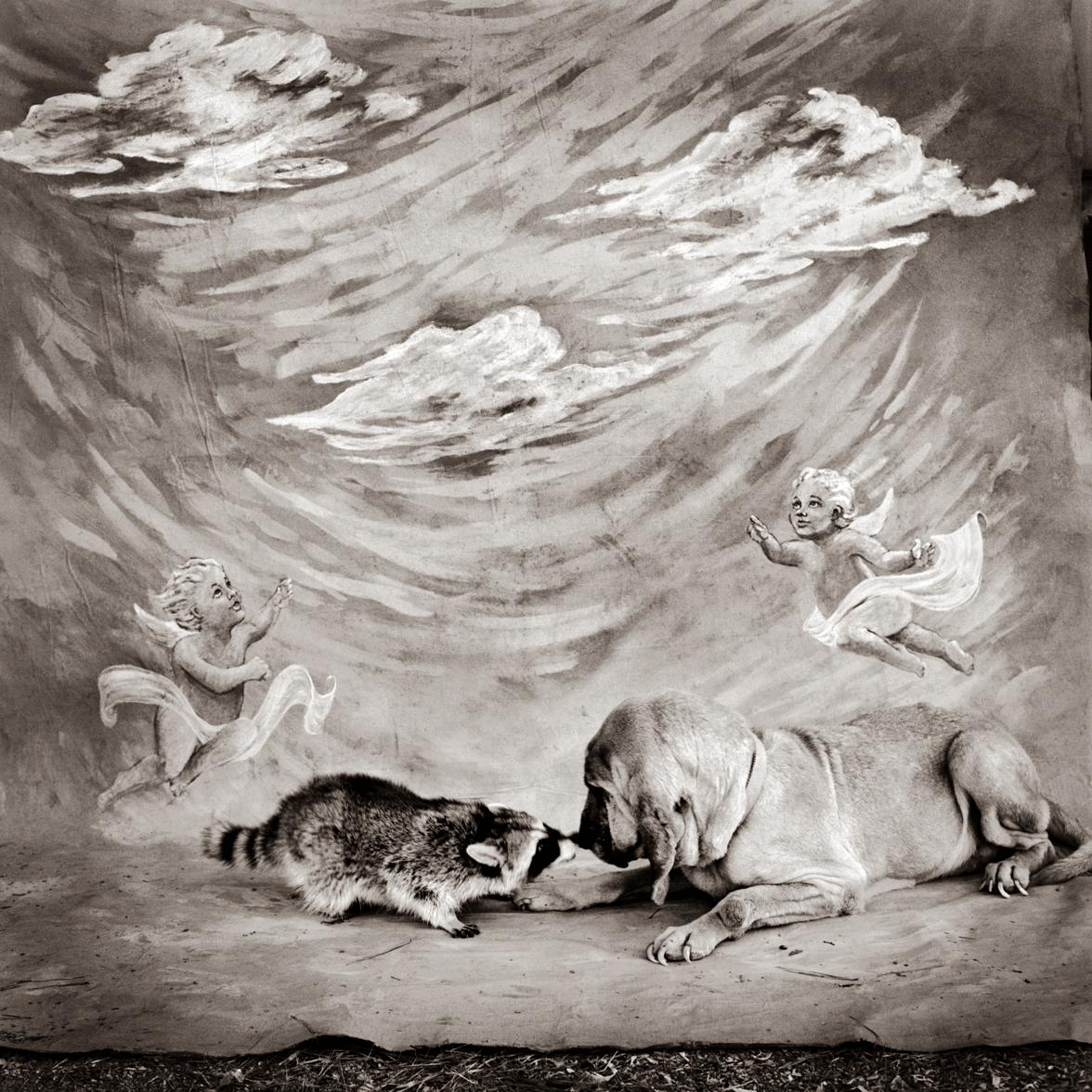 Keith Carter b.1948 Black and White Photograph - Bloodhound and Raccoon, silver gelatin print,  limited edition photograph