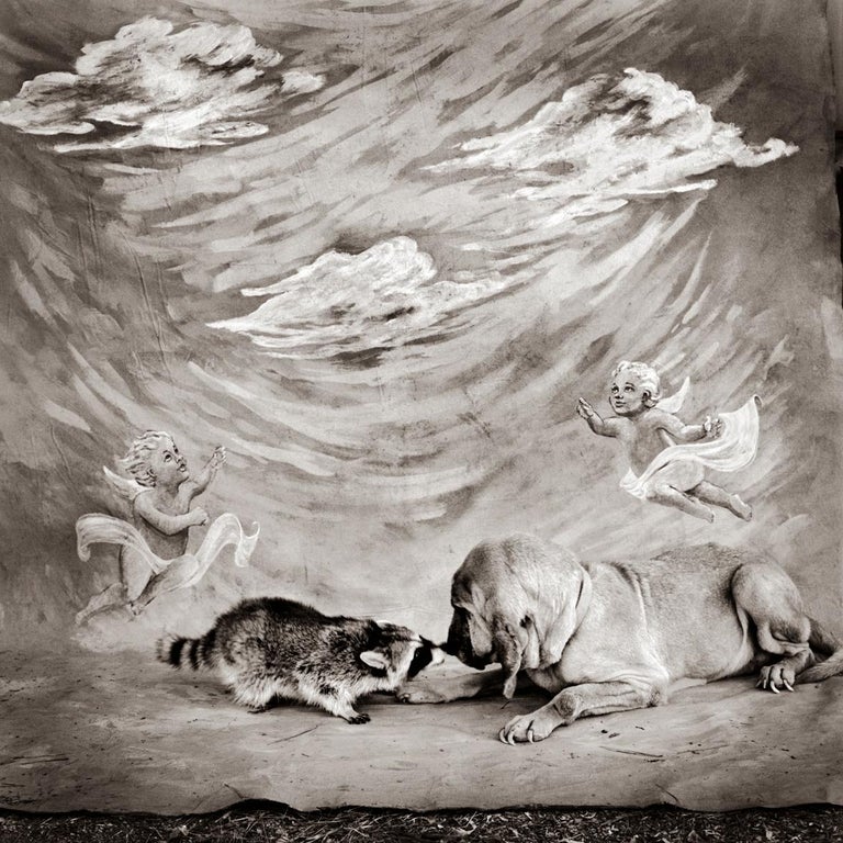 Keith Carter b.1948 - Bloodhound and Raccoon For Sale at 1stDibs