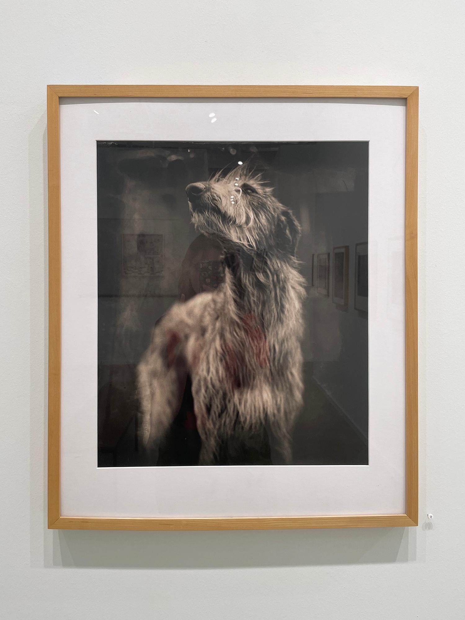 Bog Dog by Keith Carter, 2014, Archival Pigment Print - Photograph by Keith Carter b.1948