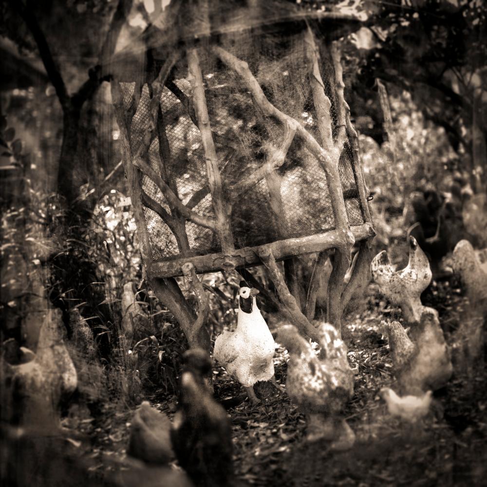 Keith Carter b.1948 Black and White Photograph - Chicken Party, limited edition archival pigment photograph, signed and numbered 