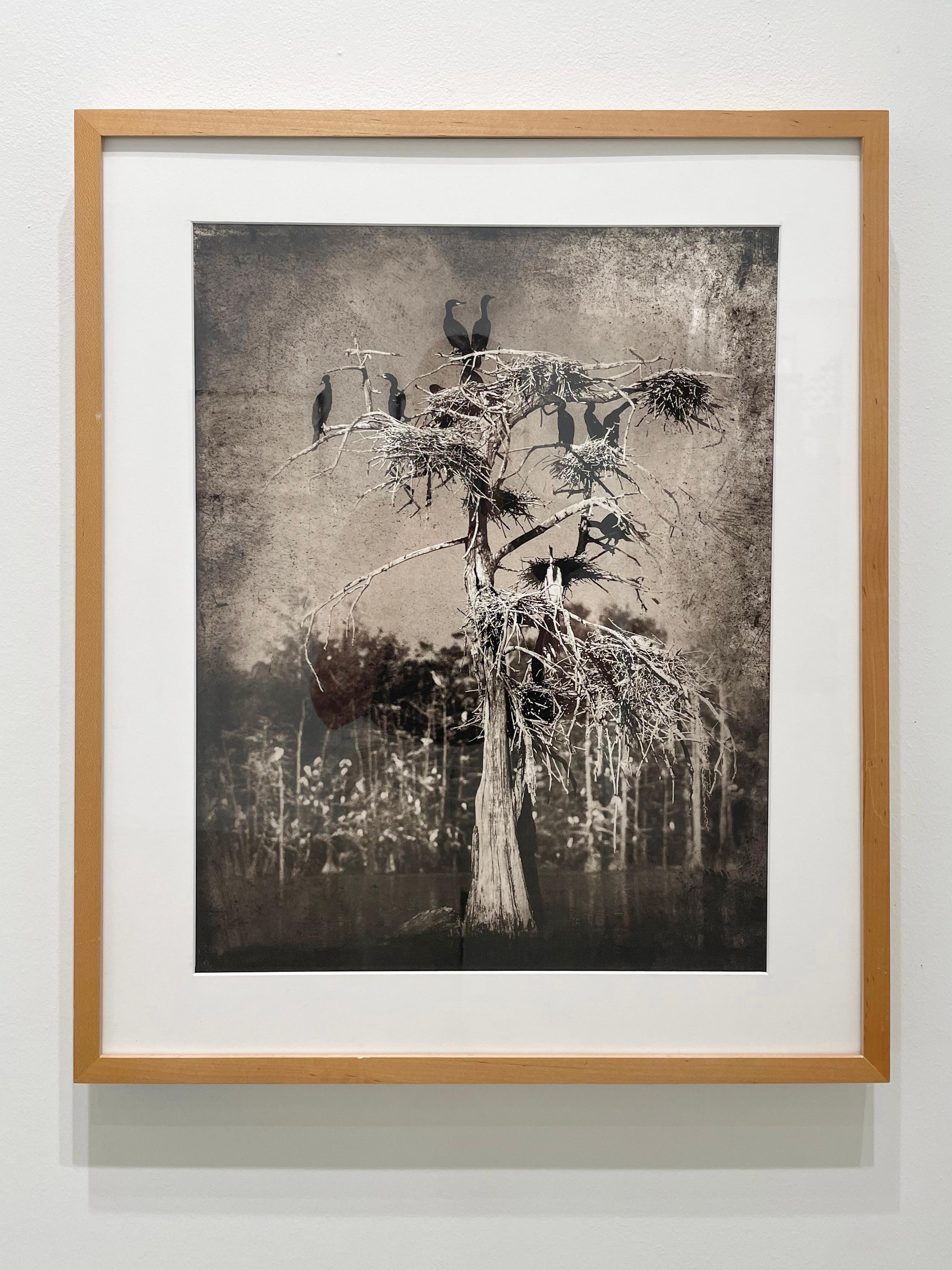Cormorants – Schwarz-Weiß-Fotografie in limitierter Auflage, Vögel, Baum – Photograph von Keith Carter b.1948