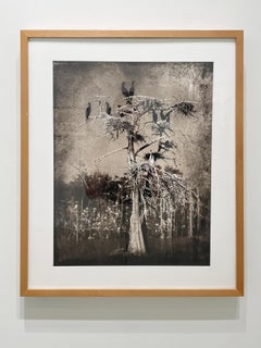 Cormorants - Limited Edition Black and White Photograph, Birds, Tree