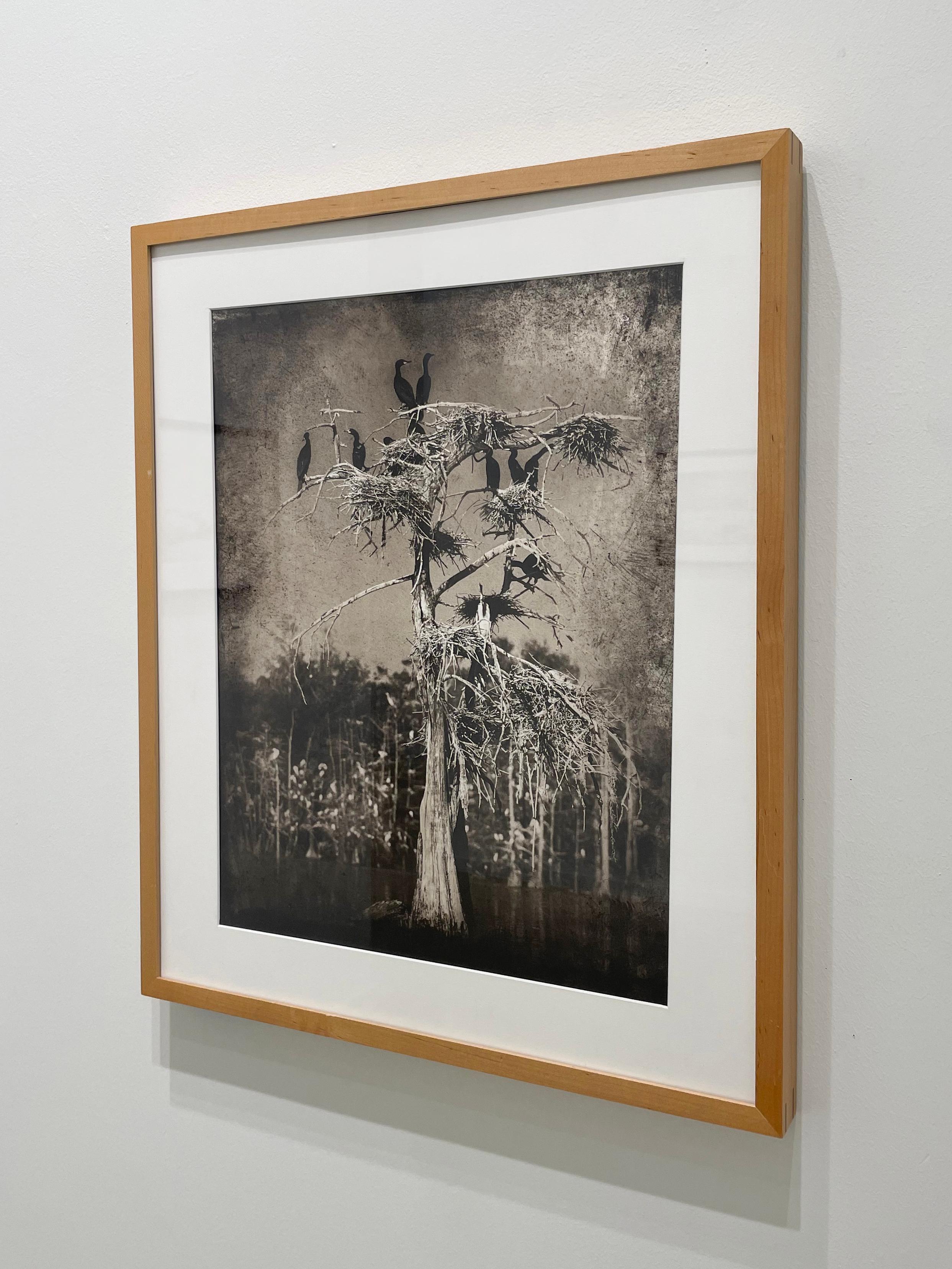 Cormorants – Schwarz-Weiß-Fotografie in limitierter Auflage, Vögel, Baum (Zeitgenössisch), Photograph, von Keith Carter b.1948