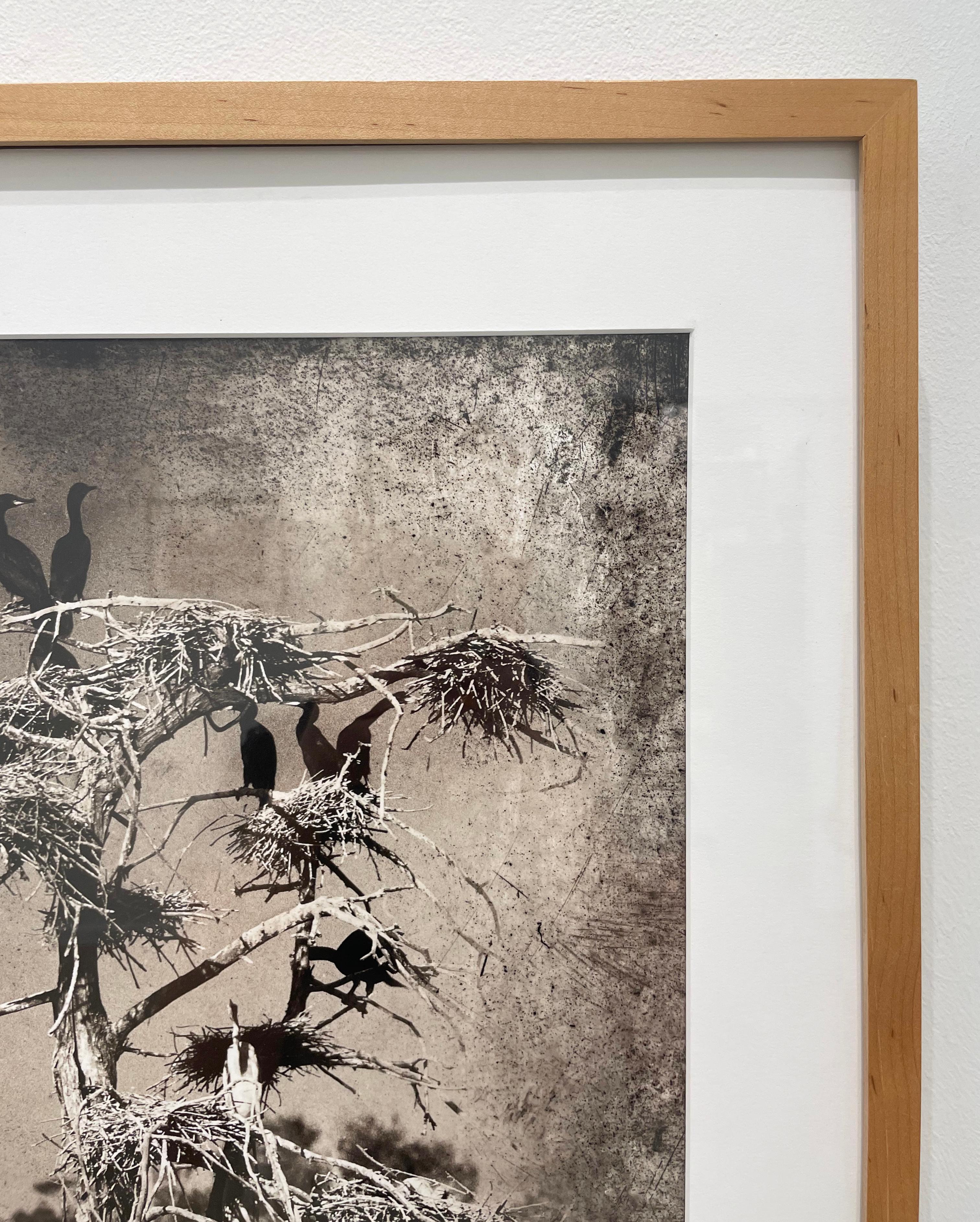 Cormorants – Schwarz-Weiß-Fotografie in limitierter Auflage, Vögel, Baum (Grau), Black and White Photograph, von Keith Carter b.1948