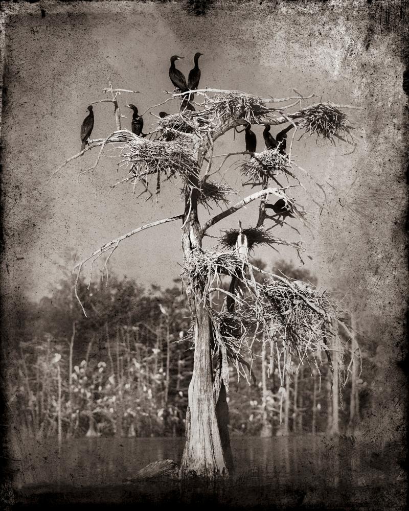 Keith Carter b.1948 Black and White Photograph - Cormorants, limited edition photograph, signed and numbered 