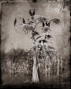 Cormorants by Keith Carter, 2021, Archival Pigment Print