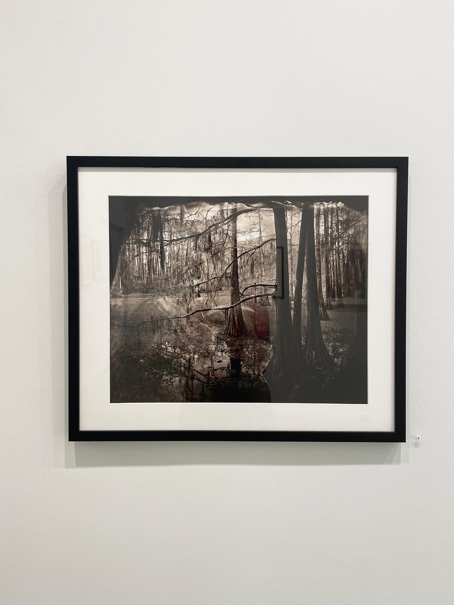 Studio della palude di cipressi #2 - Photograph di Keith Carter b.1948