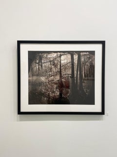 Cypress Swamp Study #2 - Texas landscape, trees, water, sepia-toned