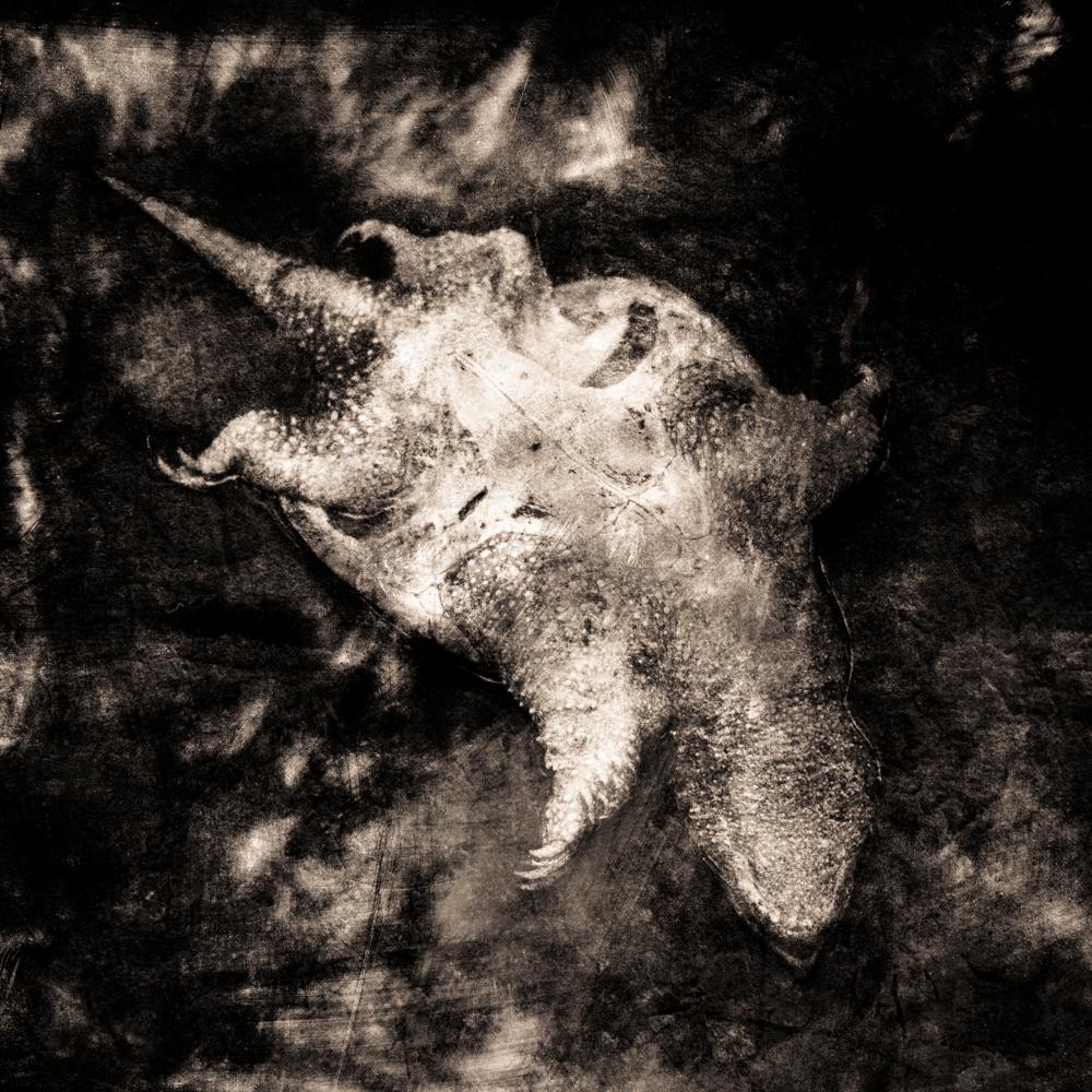 Keith Carter b.1948 Black and White Photograph - Dead Turtle, limited edition archival pigment photograph, signed and numbered 