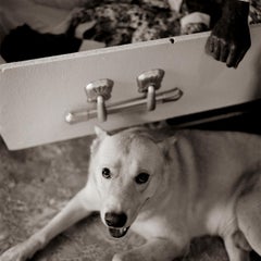 Dog and Coffin