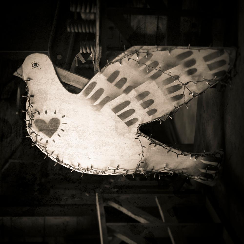 Keith Carter b.1948 Black and White Photograph - Dove, limited edition archival pigment ink photograph, signed and numbered 