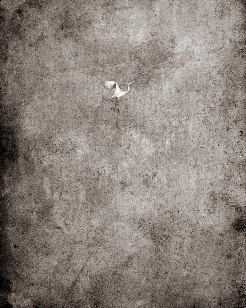 Keith Carter b.1948 Black and White Photograph - Egret in Flight, limited edition photograph, signed and numbered 