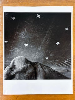 Elefante y estrellas
