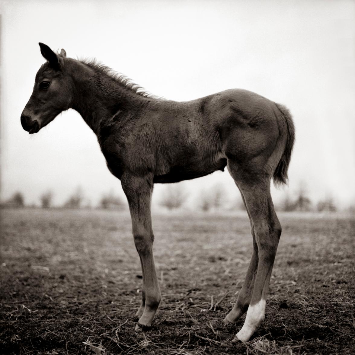 Keith Carter b.1948 Black and White Photograph - Foal Study #1, silver gelatin print,  limited edition photograph, signed 