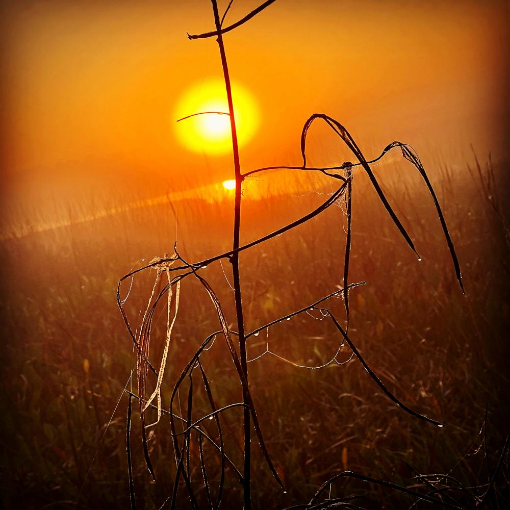 Keith Carter b.1948 Color Photograph – Gossamer Herbst
