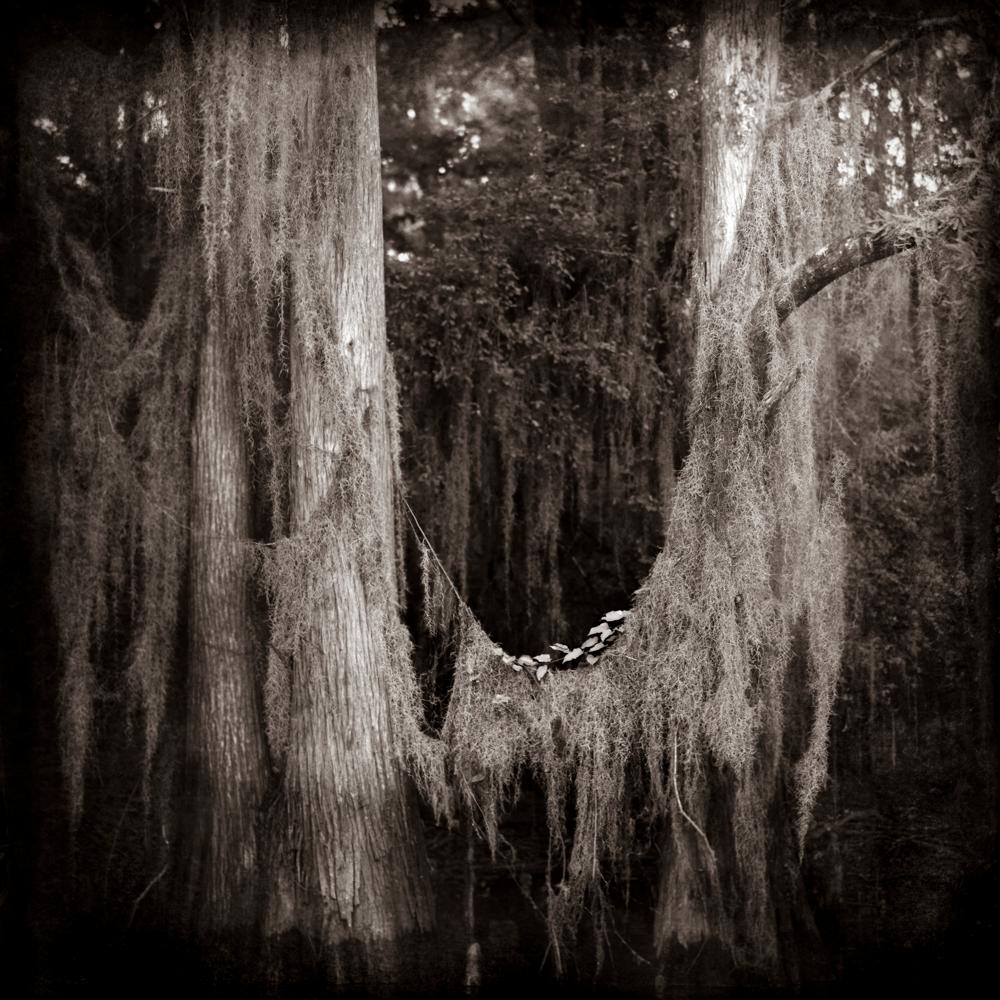 Keith Carter b.1948 Black and White Photograph - Hanging Moss, limited edition photograph, signed and numbered 