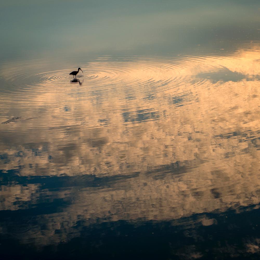Keith Carter b.1948 Abstract Photograph - Ibis on Clouds, color landscape photograph, limited edition, signed and numbered