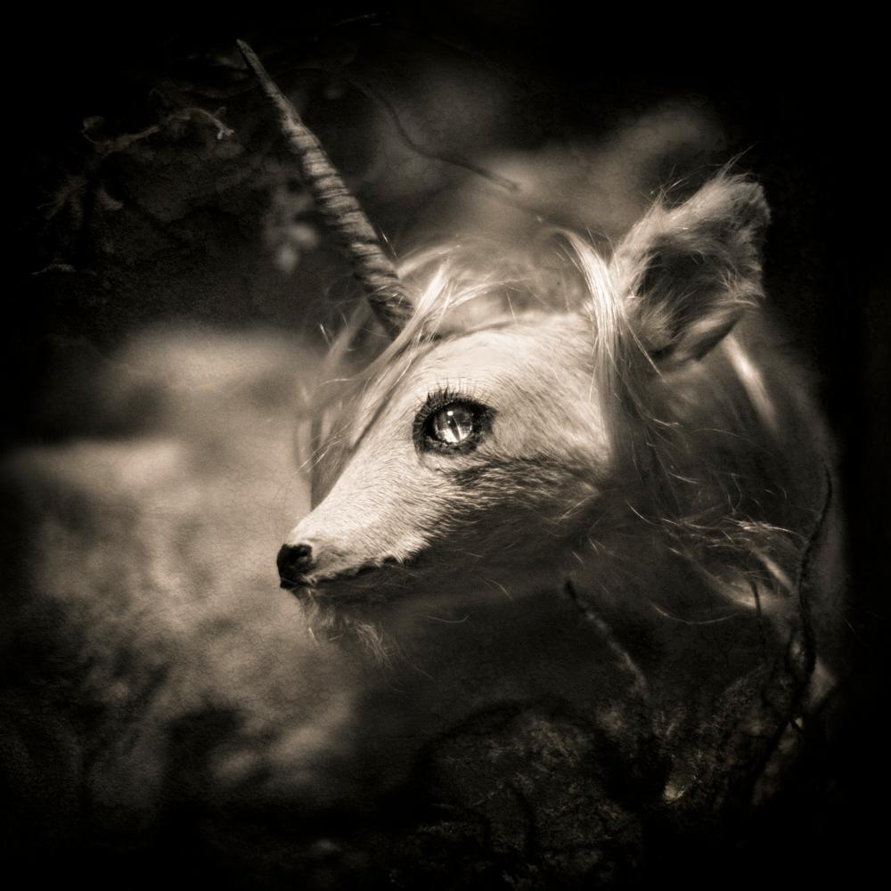 Black and White Photograph di Keith Carter b.1948 - Monocerus, edizione limitata, fotografia a inchiostro pigmentato, firmata e numerata